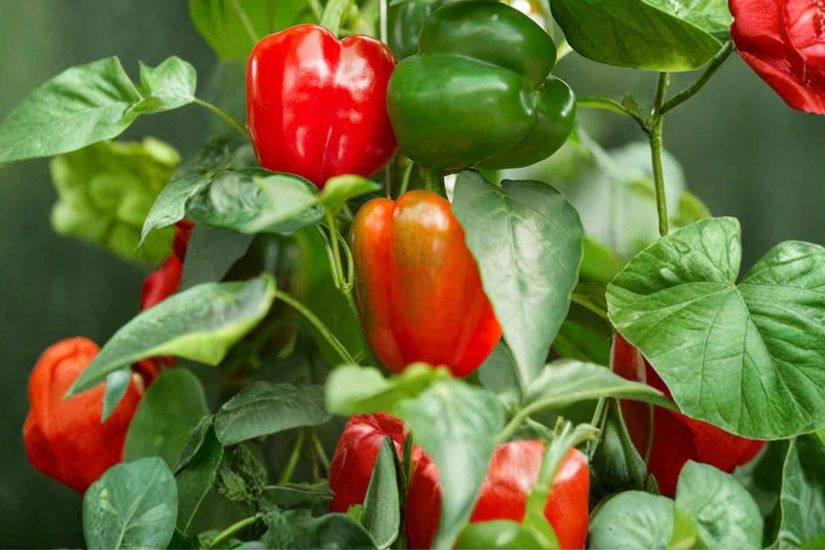 Big Bertha Heirloom Organic Non-GMO Bell Pepper Seeds – Large, Thick-Walled, Sweet Flavor, Green to Red, 50+ Seeds