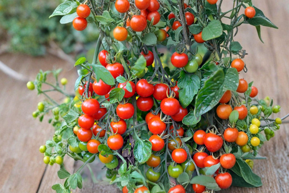 42 Day Heirloom Tomato Seeds – Ultra-Early, High-Yield Garden Planting, Non-GMO, Bright Red Fruits, 120+ Seeds