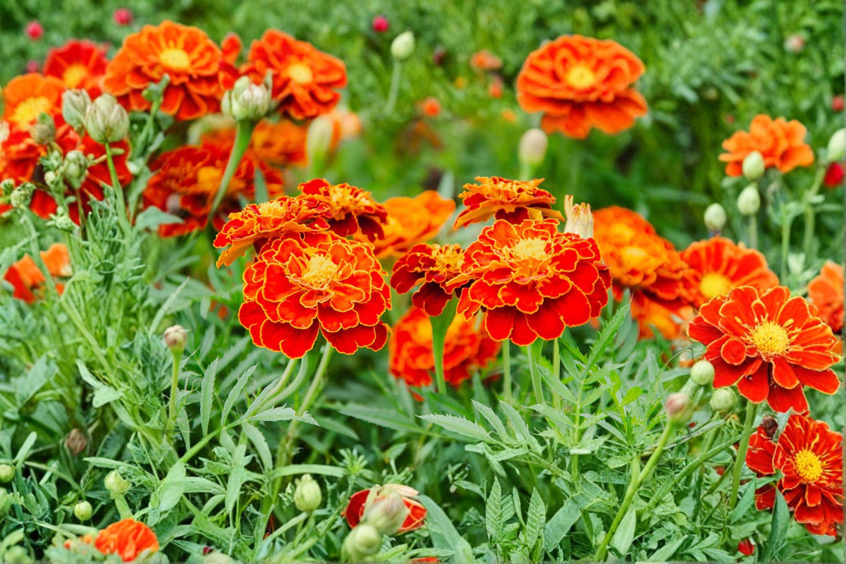 French Marigold Seeds - Sparky Mix, Heirloom Non-GMO Compact Flowers for Borders, Containers & Edging