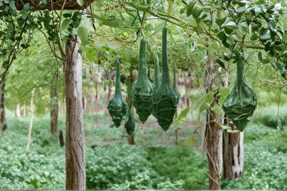 Caveman’s Club Gourd Seeds – Rare Maranka Heirloom Ornamental Gourds for Climbing Vines, Decorative, Non-GMO, 10 Seeds