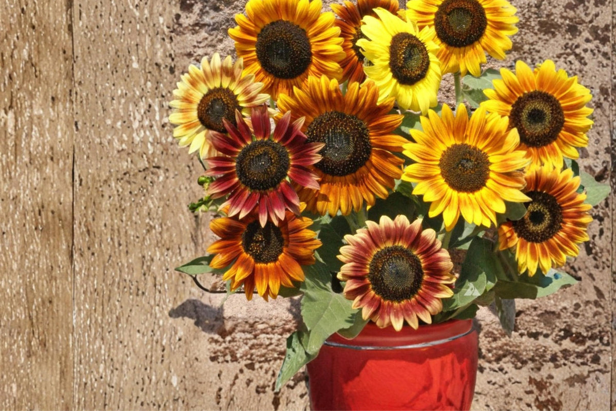 Autumn Beauty Sunflower Seeds – Helianthus annuus – Mixed Warm-Toned Blooms, Annual Flower for Garden Borders