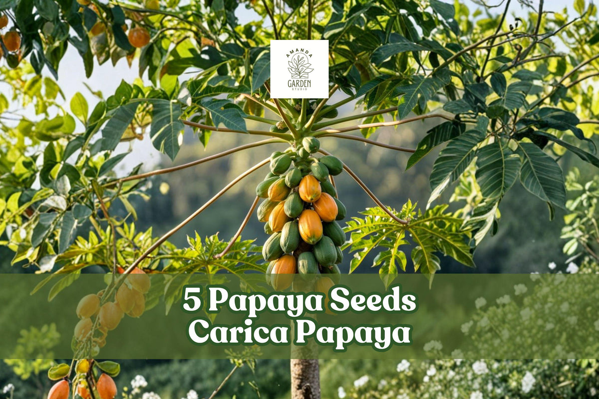 5 Papaya Seeds Carica Papaya Honeydew Tropical Fruit Tree for Planting, Fast-Growing, Fruit & Ornamental, Tropical Garden