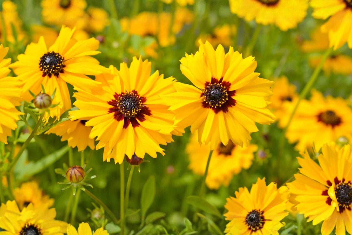 Golden Wave Tickseed Seeds (Coreopsis basalis) - Bright Yellow Wildflower for Borders & Pollinator Gardens