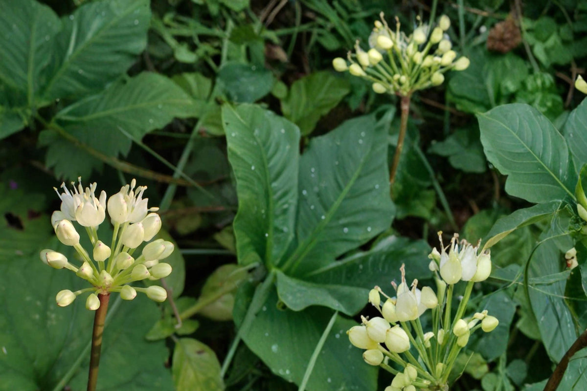 Wild Leek Seeds – Allium tricoccum, Edible Perennial Herb for Shade Gardens, Woodland, Moist Soil
