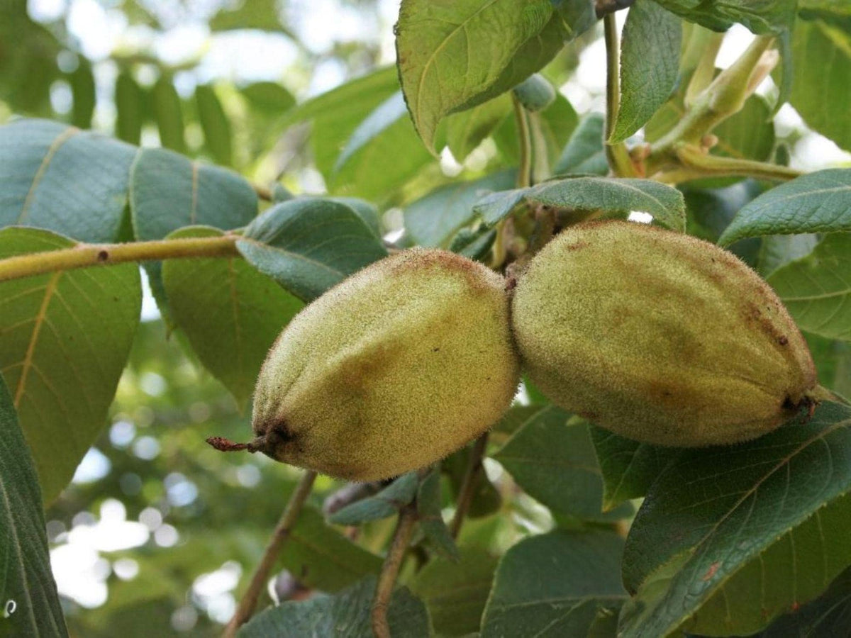 Two Live Butternut Trees – White Walnut Nut Tree, Juglans cinerea, 2 ft Tall, Edible Landscape, Nut Producing, Deciduous Garden Tree