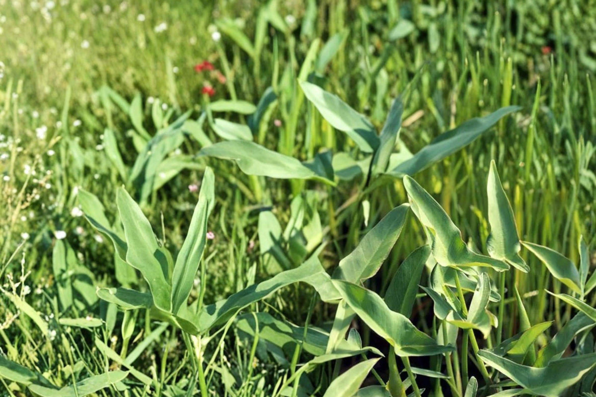 Arrow Arum Seeds – Peltandra virginica, Perennial Aquatic Plant for Ponds & Wetlands, Water Garden, Marsh Ecosystem