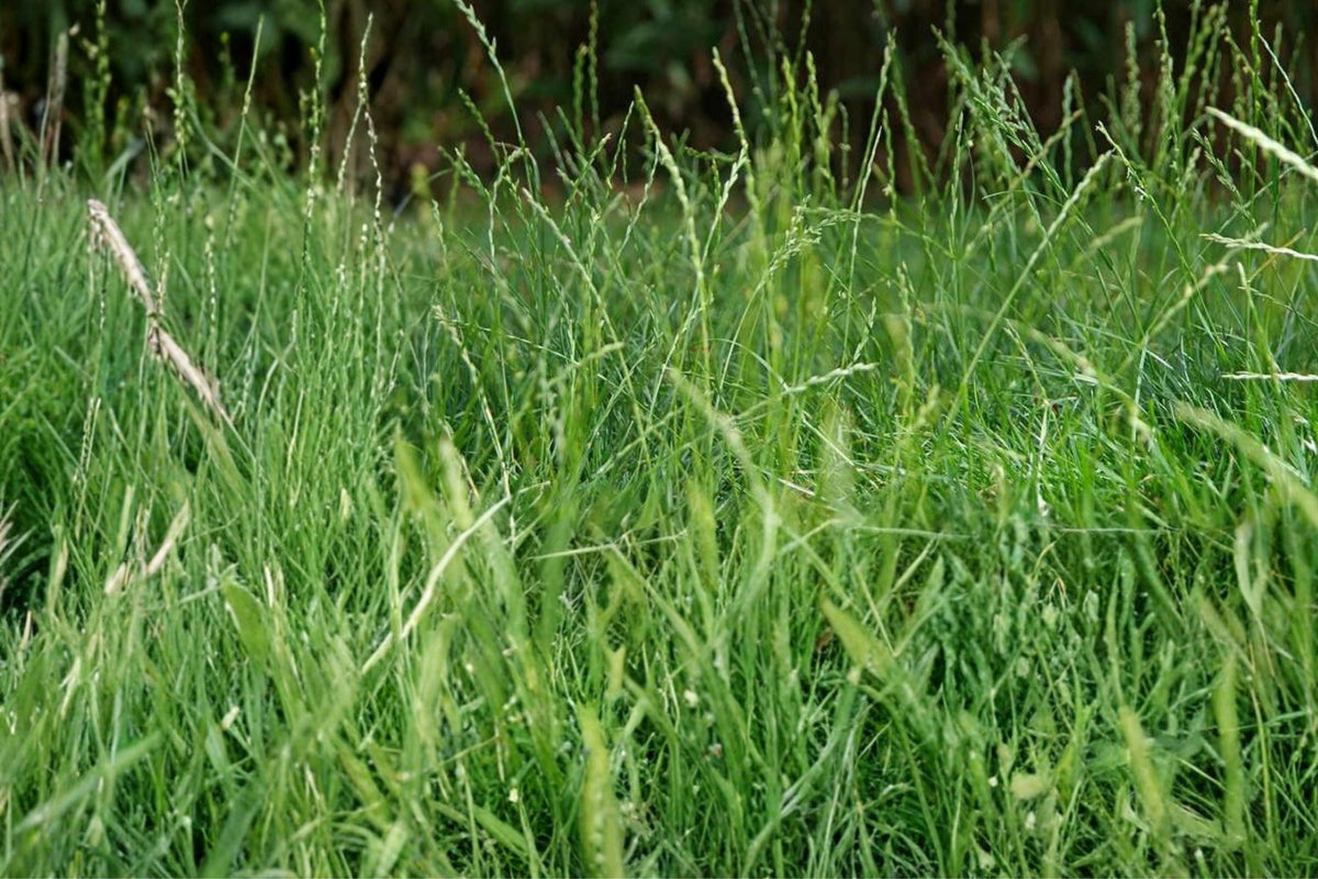 Perennial Ryegrass Seeds 100 Pack, Lolium perenne, Cool-Season Turf & Lawn Grass, Fast-Germinating, Dense Green Ground Cover