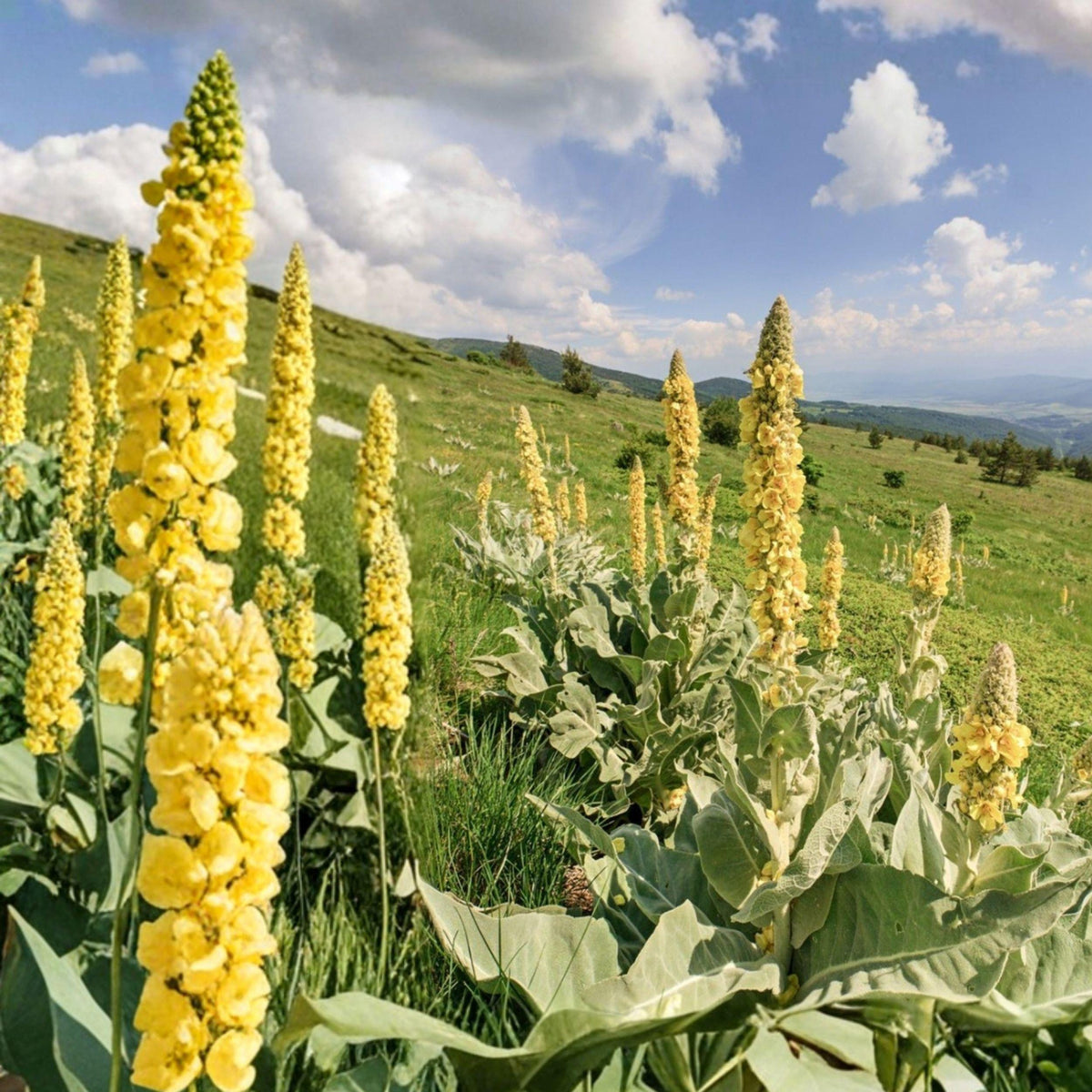 Mullein Seeds (Verbascum thapsus) Perennial Herb with Yellow Flowers, Ornamental Garden Plant, Medicinal Herb Seeds