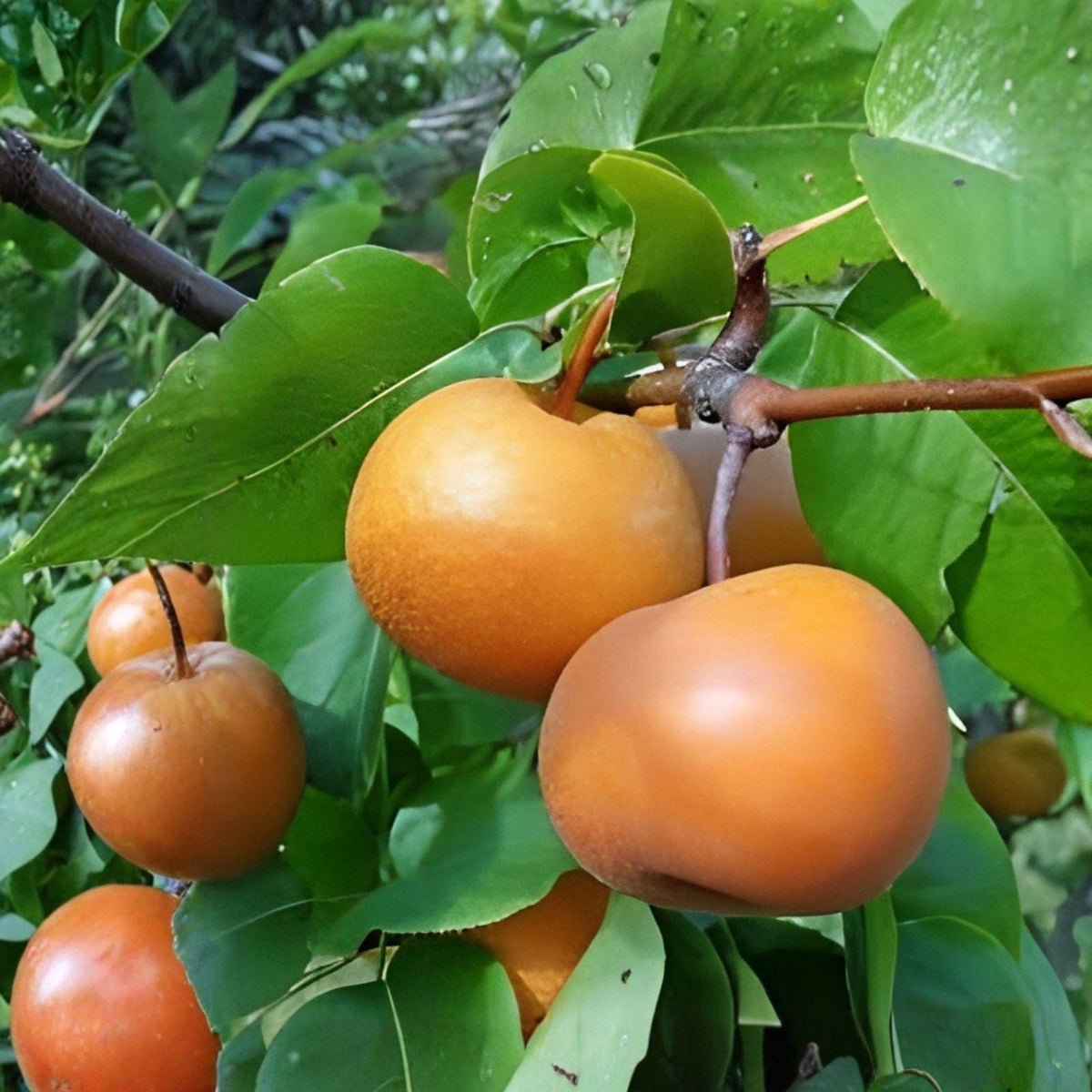 Japanese Nashi Pear Cutting – Live Asian Fruit Tree for Home Growing, Pyrus pyrifolia, Deciduous, Fresh Grafting Material