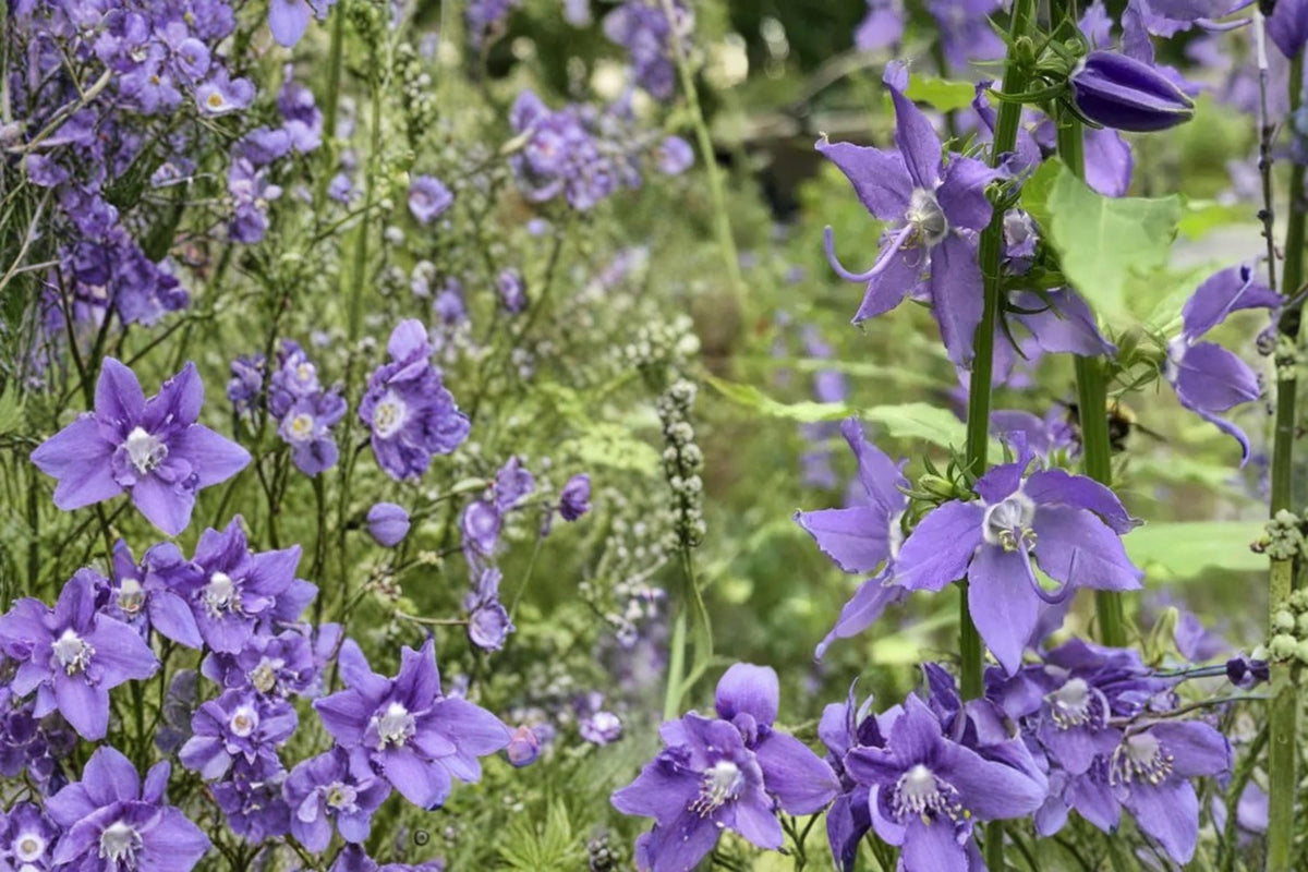 Tall Bellflower Seeds – Campanula americana, Blue Star-Shaped Flowers, Native Perennial, Woodland & Meadow Gardens, Pollinator-Friendly