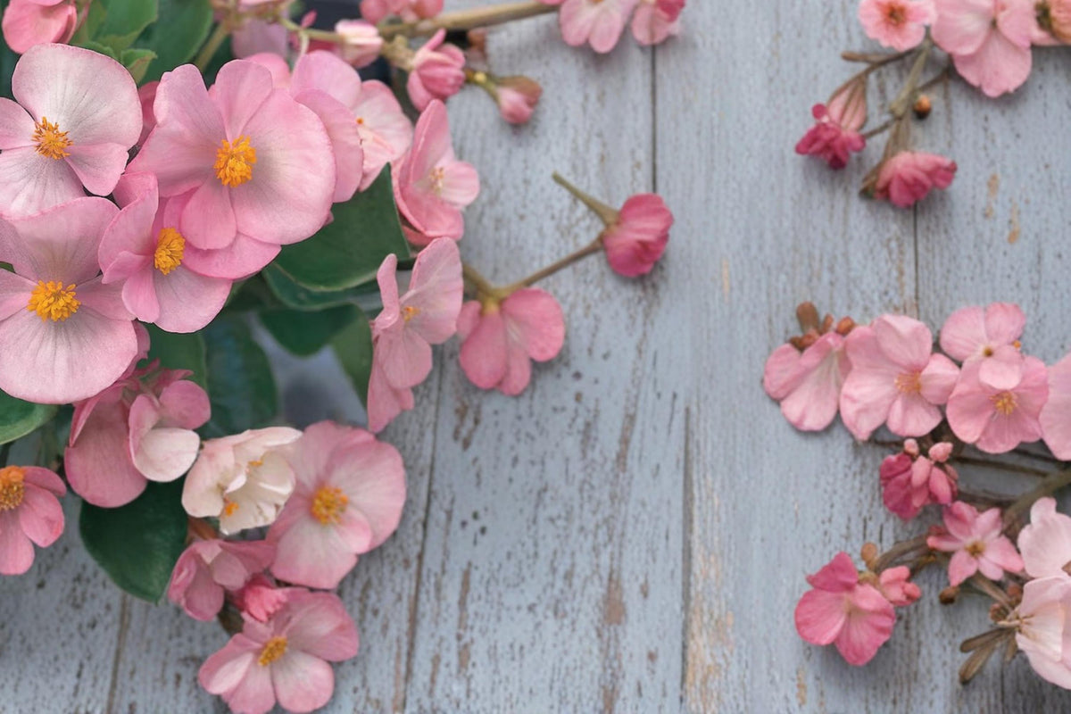 Light Pink Begonia Seeds – Begonia semperflorens, Fibrous-rooted Annual Flower for Gardens & Containers