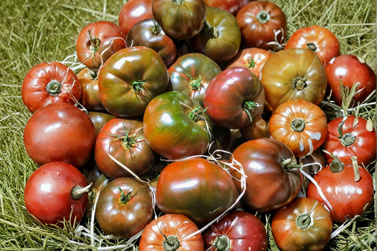 Black From Tula Tomato Seeds - Heirloom Beefsteak, Non-GMO, Dark Purple Skin, Juicy Fruits, Gourmet Garden Plant