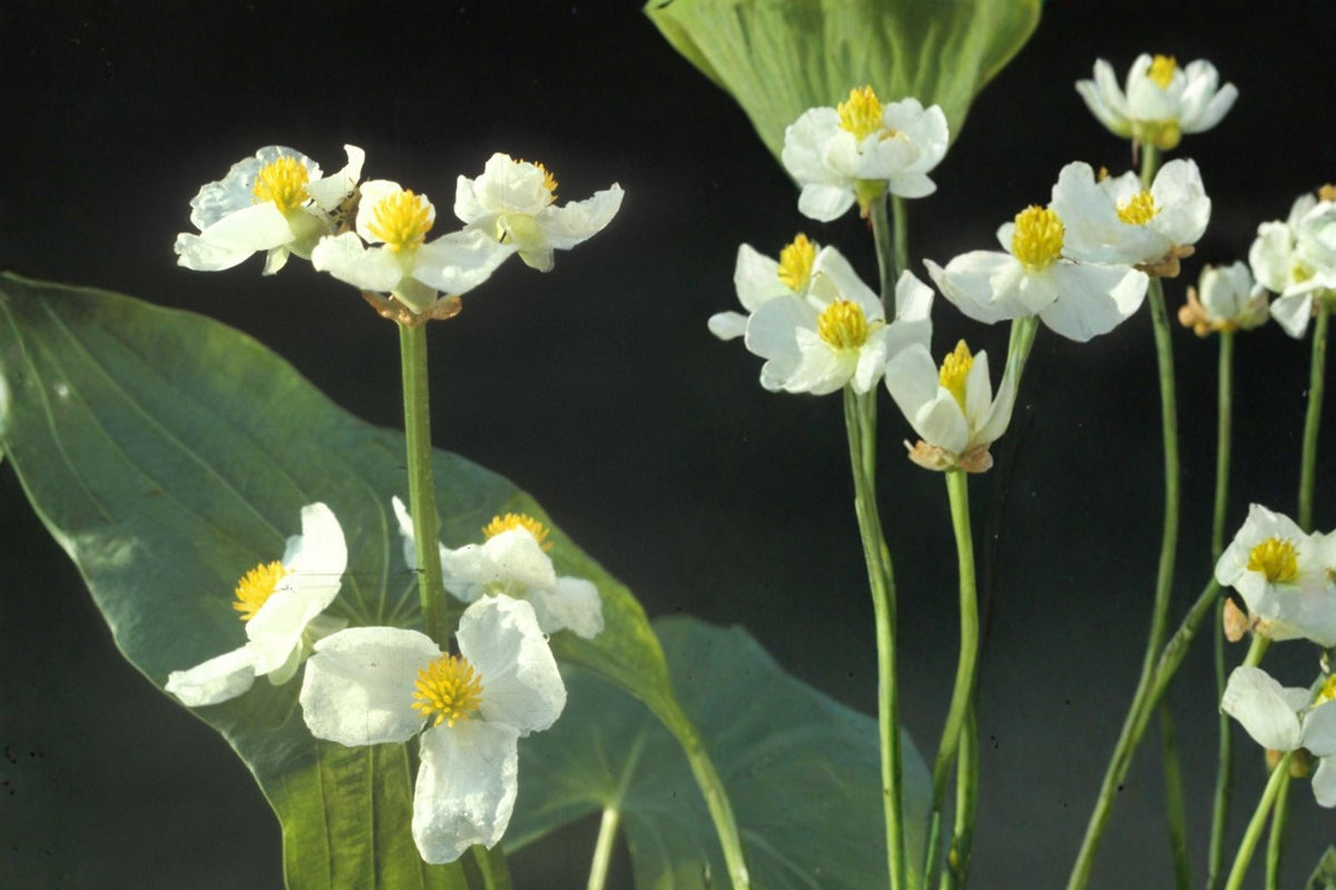 Common Arrowhead Seeds – Sagittaria latifolia – Aquatic Perennial with White Flowers for Water Gardens & Wetlands