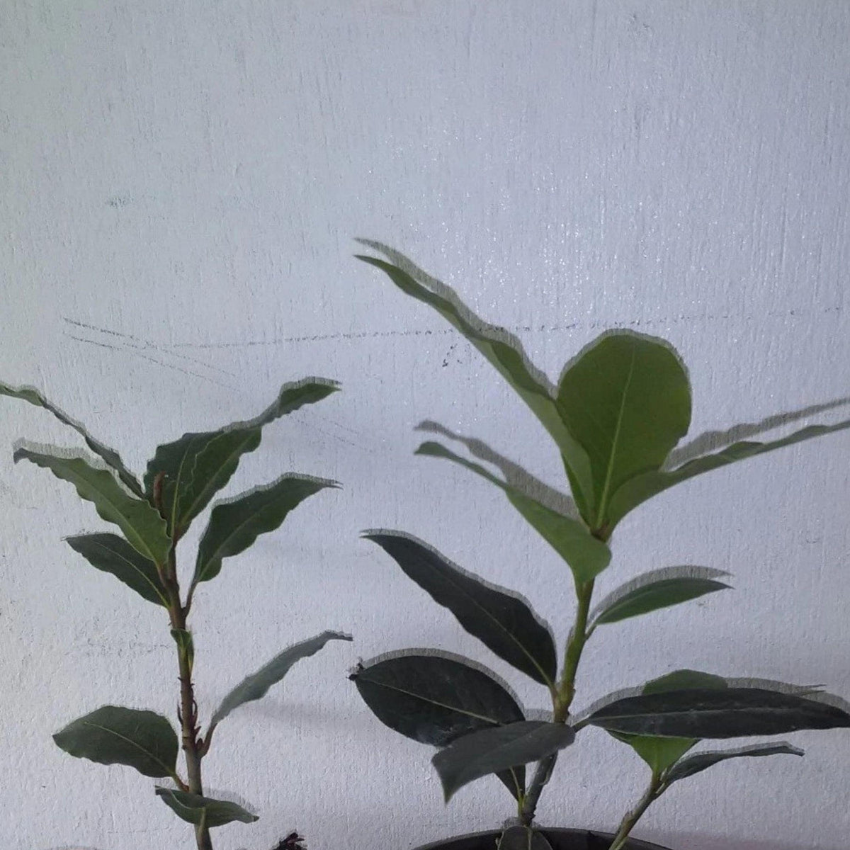 Bay Leaf Tree Starter Plant – 5-8 Inches, Culinary Herb, Laurus nobilis, Live Rooted Herb Plant for Kitchen Garden