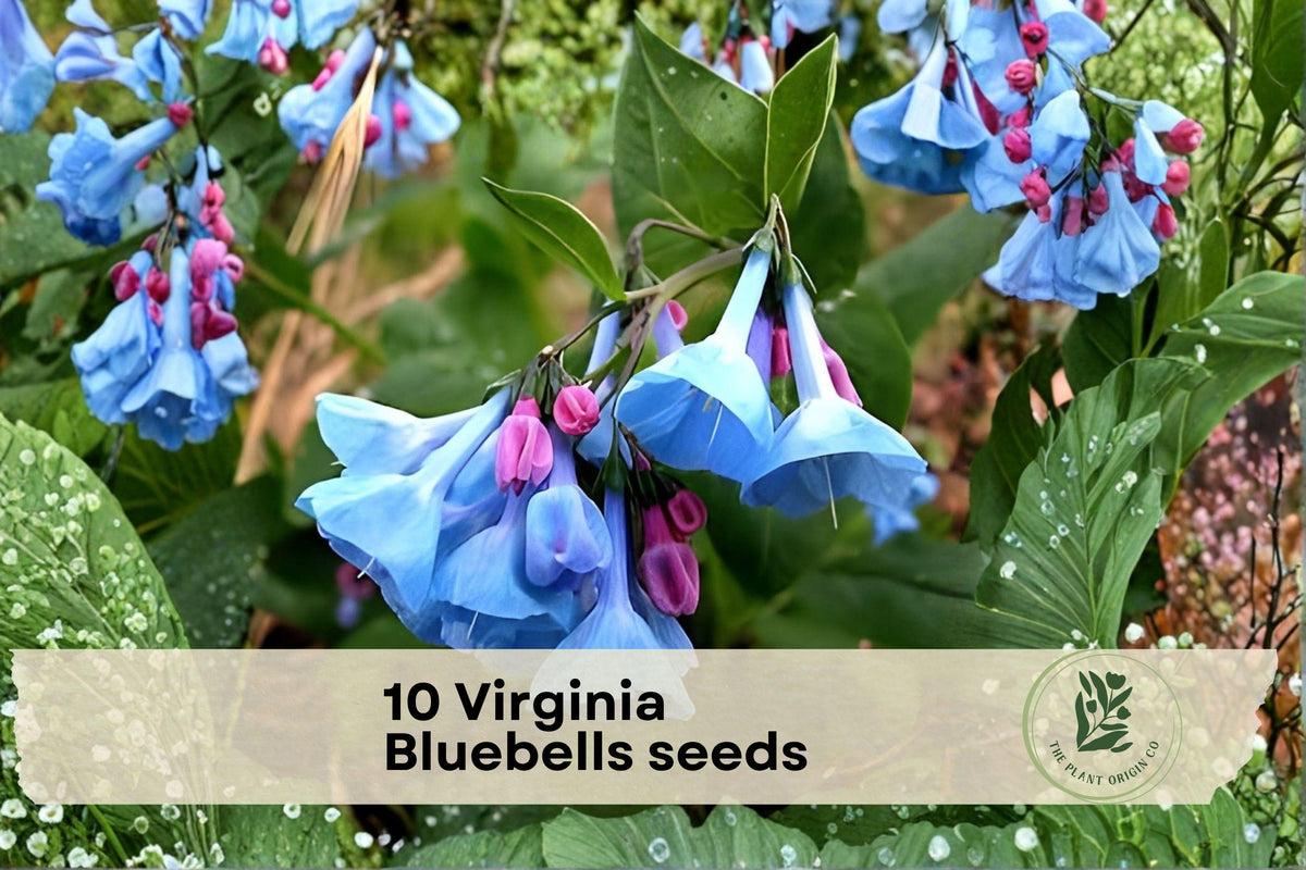 Virginia Bluebells Seeds – Spring Wildflower, Pink to Blue Color-Change, Shade-Loving, Mertensia virginica, 10 Seeds