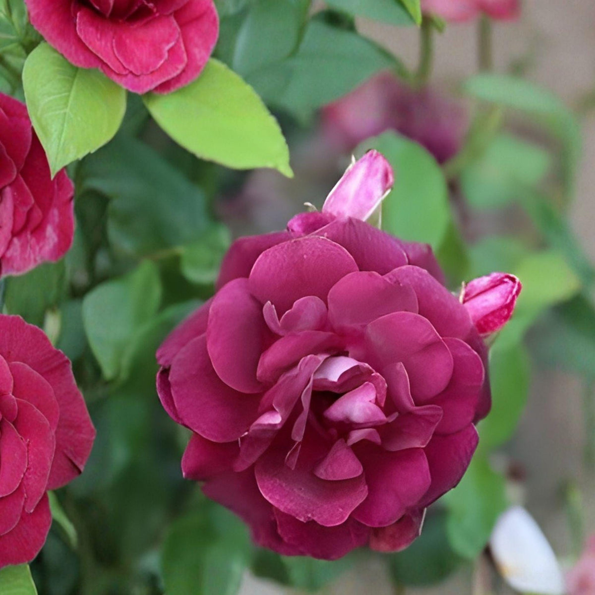 Burgundy Iceberg Rose Cuttings – 3 Unrooted Deep Red Climbing Rose Starters for Garden, Borders, and Trellises
