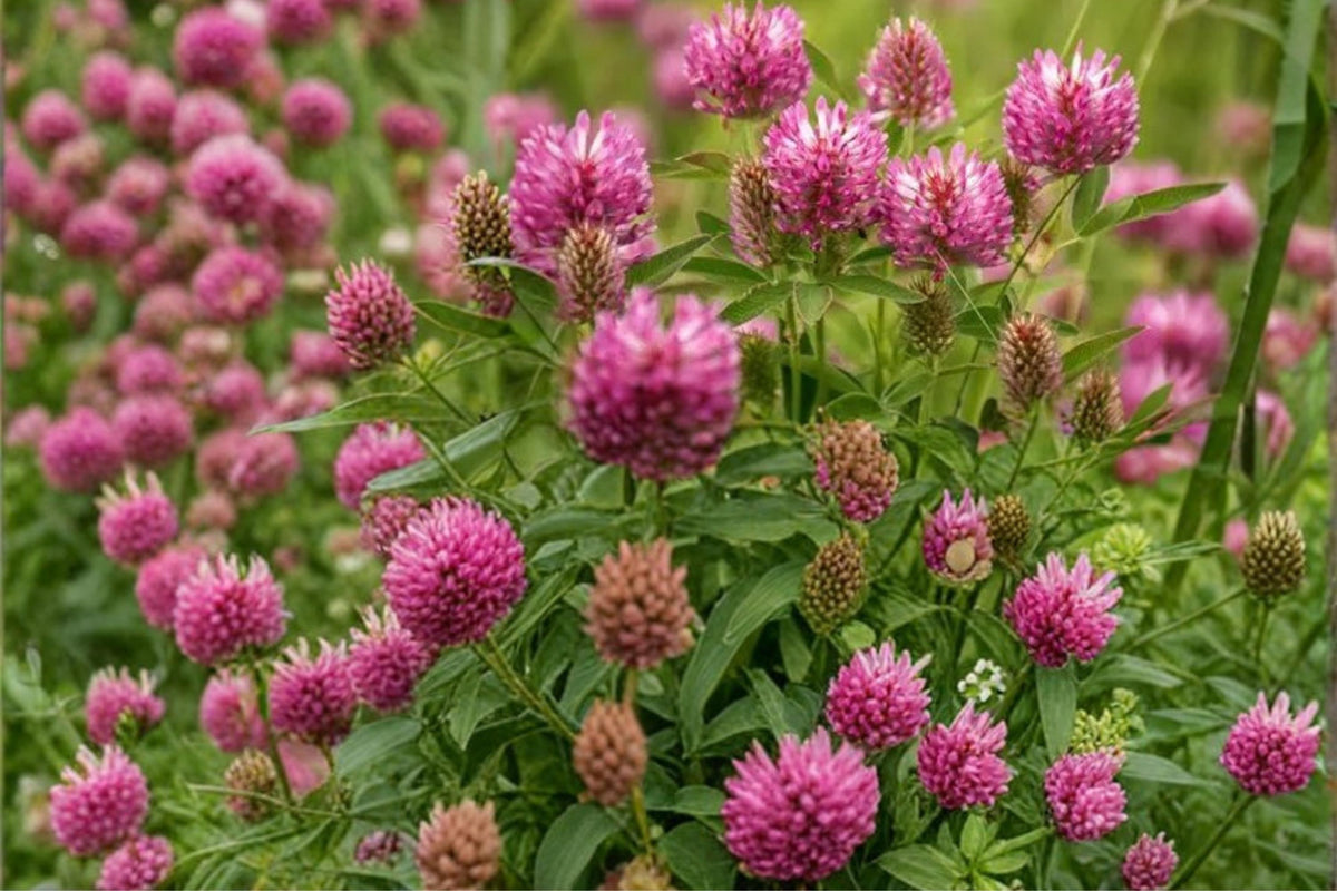 Red Clover Seeds – Herbaceous Perennial Legume with Pink to Purple Flowers – Trifolium pratense, 100 Seeds