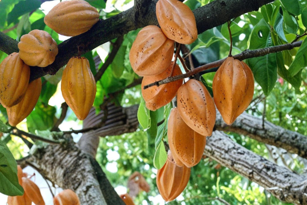 Cacao Tree Seeds – Theobroma cacao – Tropical Perennial Plant for Chocolate Production