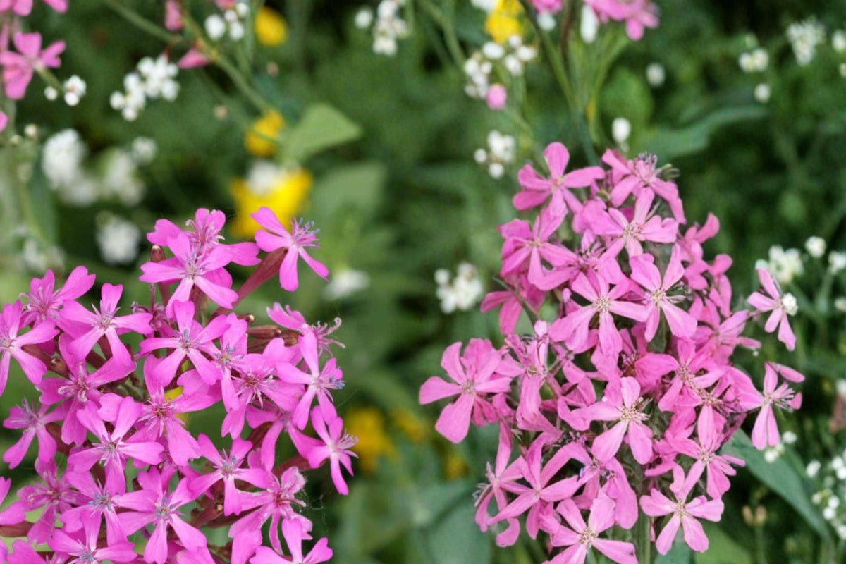 Catchfly Seeds 100 Pack | Silene armeria Herbaceous Annual with Bright Rose-Pink Flowers for Borders & Containers