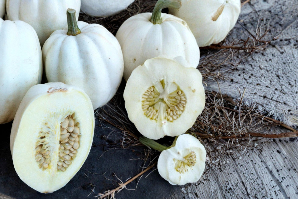 Mashed Potato Squash Seeds – Cucurbita pepo White Winter Vegetable, Edible, Compact Vining Plant
