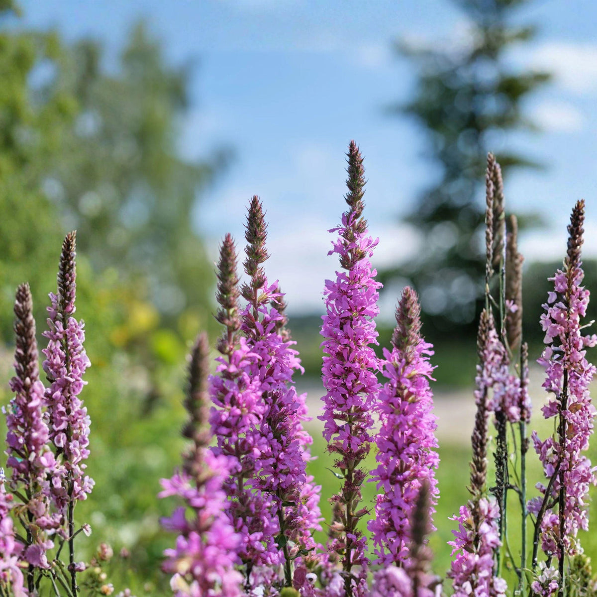 Winged Loosestrife Seeds, Native Wildflower, Pollinator Garden, Lythrum alatum, 500 Seeds