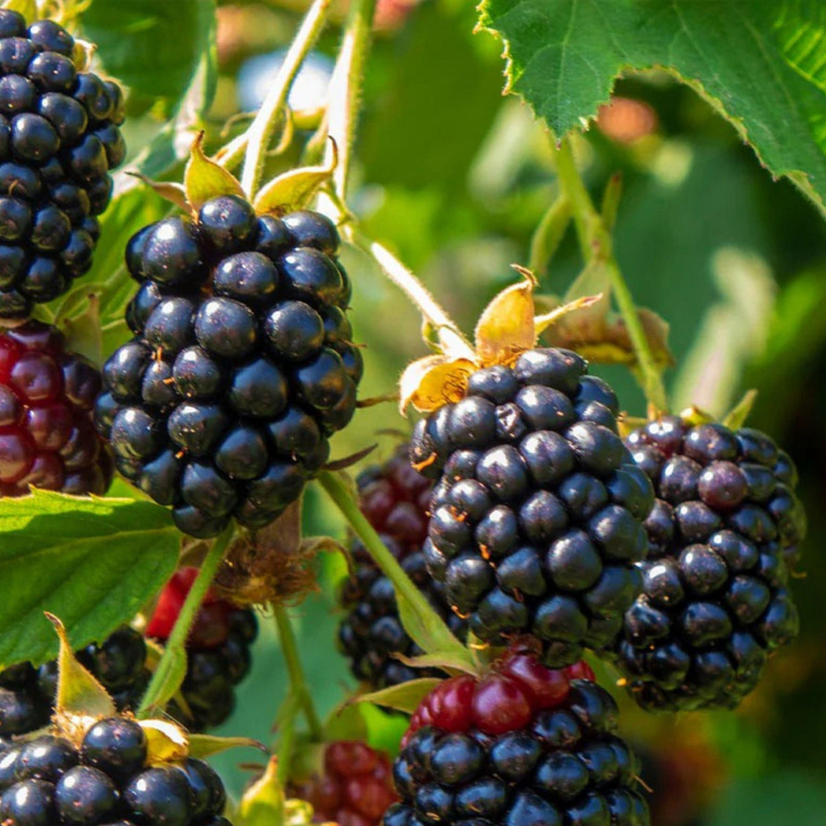 Arapaho Thornless Blackberry Live Rooted Plant, Fruit Bush, Pesticide-Free, Early Fruiting, USDA Zones 5-9