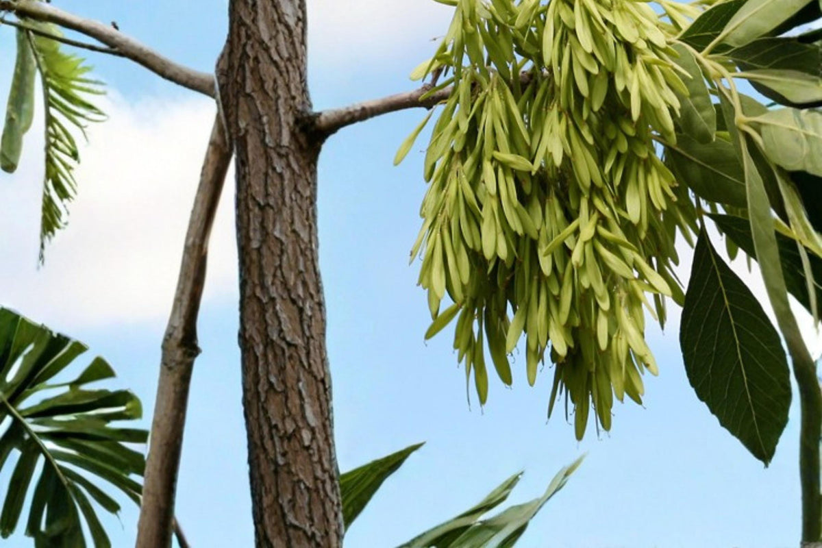Arizona Ash Tree Seeds – Fraxinus velutina, Deciduous Shade Tree, Drought Tolerant, Green Foliage, Landscape Tree, Full Sun