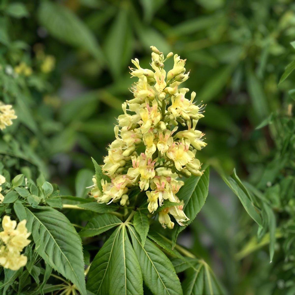 White Buckeye Tree Bare Root Plant – Showy Spring Blooms, Ornamental Shade Tree, Aesculus