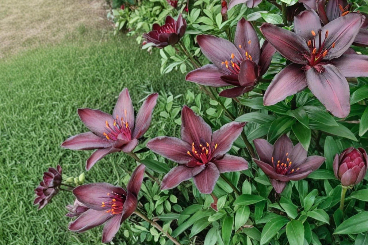Blackstone Lily Bulbs – Lilium Asiatic Deep Burgundy Flowering Perennial Bulb for Garden Beds