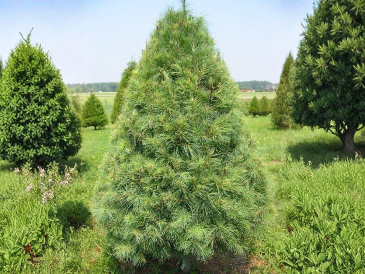 Eastern White Pine Seedlings – 2 ft Bare Root Evergreen Trees for Windbreaks & Landscaping – Pinus strobus