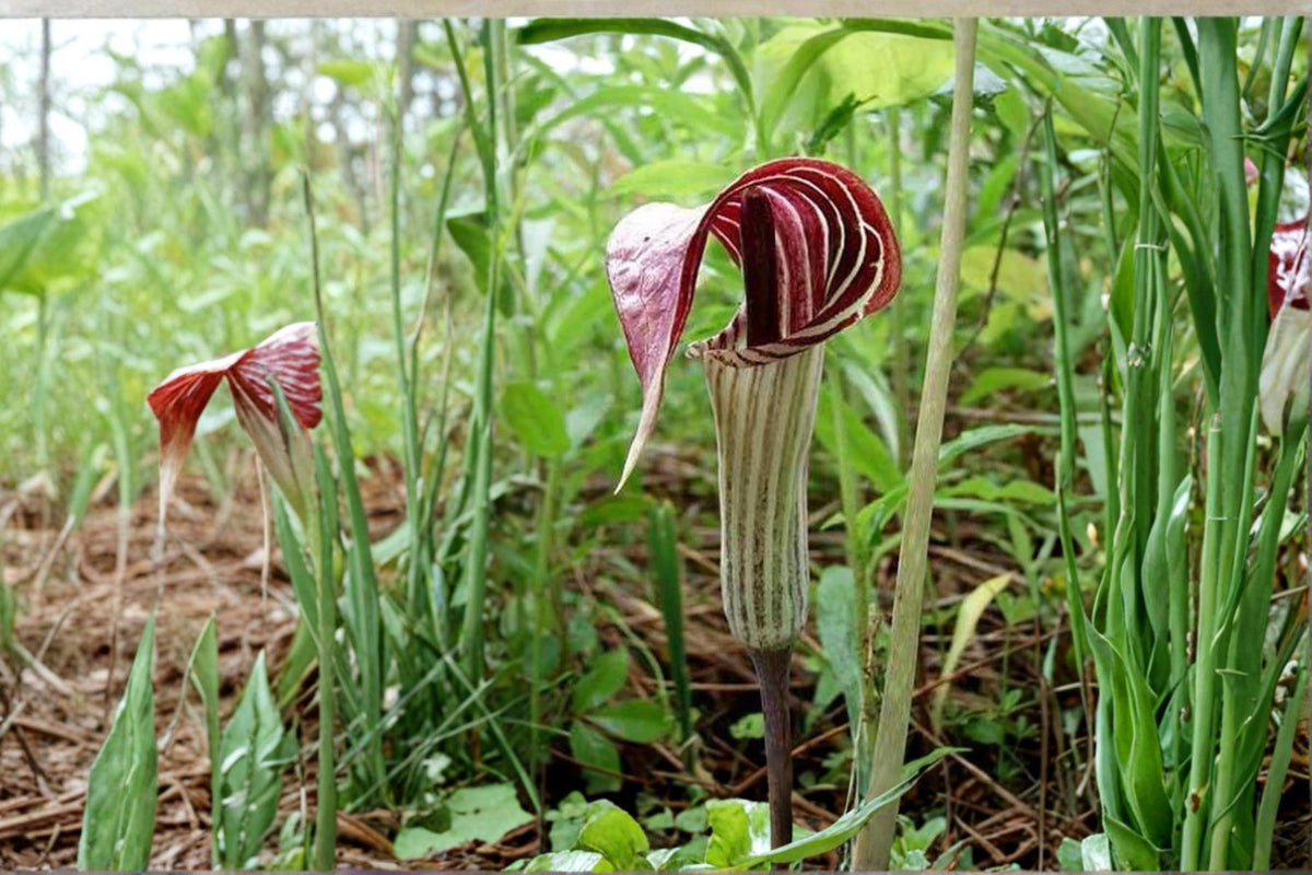Jack-in-the-Pulpit Seeds – Arisaema triphyllum Woodland Perennial with Green to Purple Spathe, Shade Garden Plant