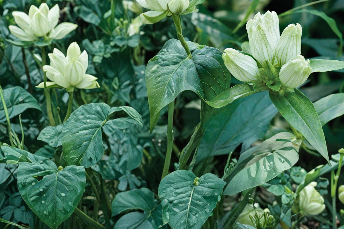 Cream Gentian Seeds – Gentiana flavida, Pale Yellow to Cream Bottle-Shaped Flowers, Native Perennial for Meadows & Woodlands