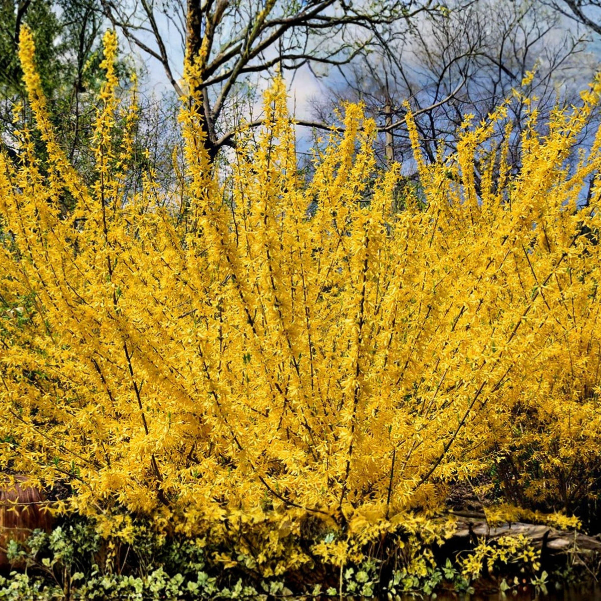 Forsythia suspensa Seeds, Golden Bell Weeping Forsythia, Yellow Spring Shrub, Ornamental Hedge Plant, Deciduous Shrub Seeds