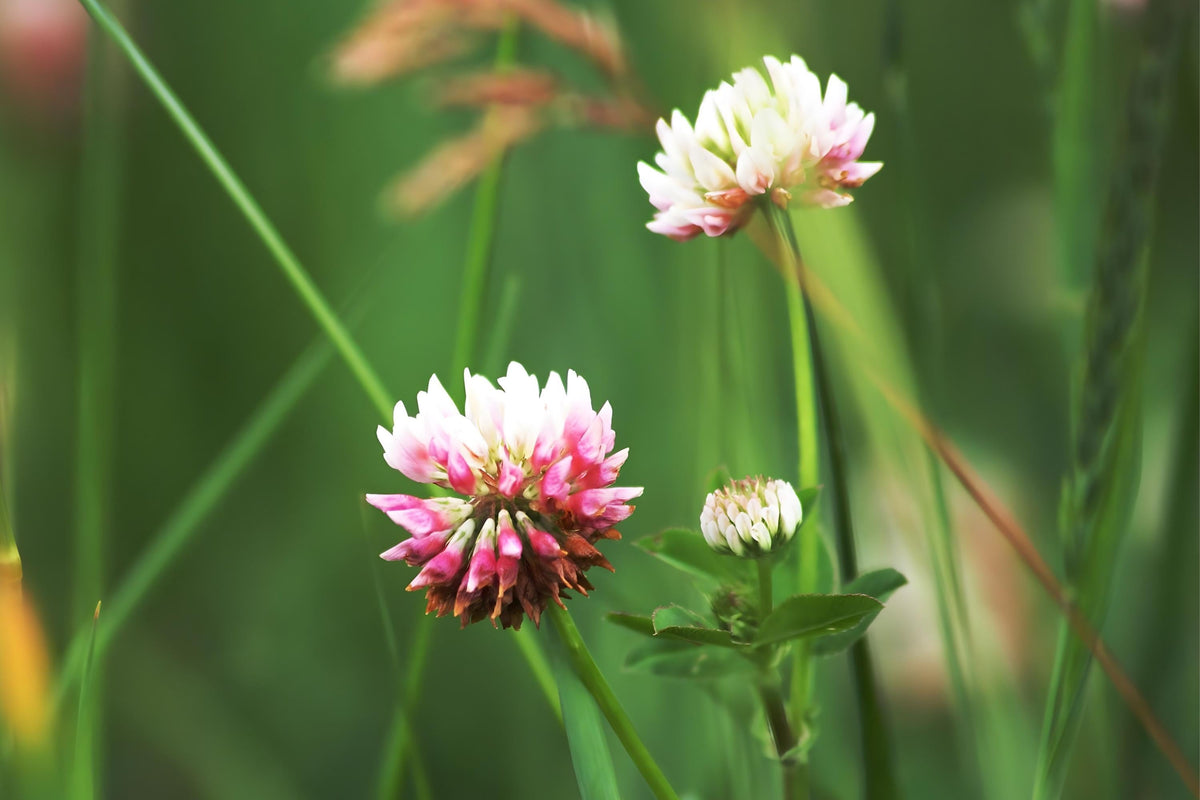 Alsike Clover Seeds (Trifolium hybridum) – Pollinator, Forage, Soil Improvement, Cover Crop, Wet Soil Tolerance