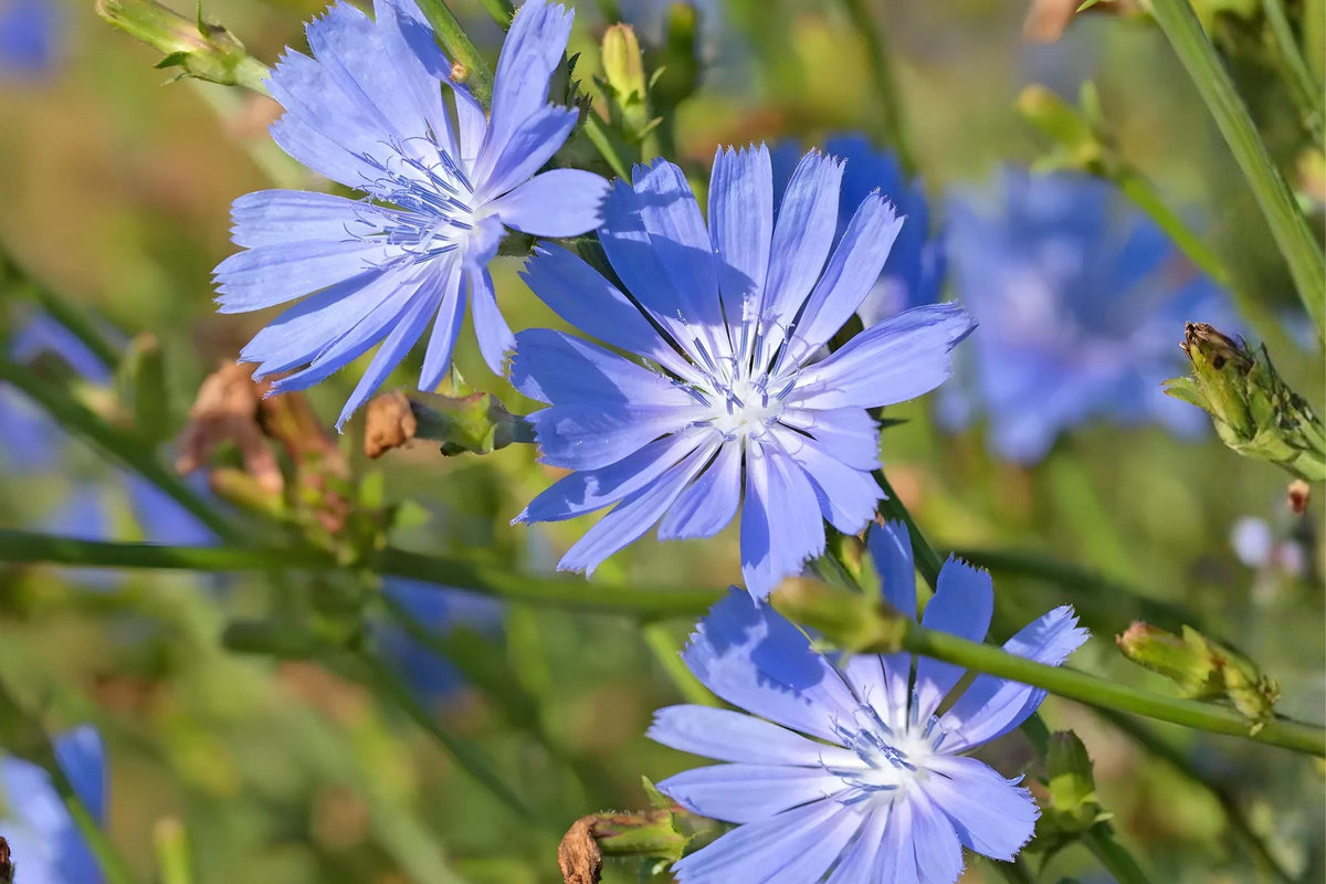Blue Chicory Seeds (Cichorium intybus) – Wildflower & Herb for Pollinators, Drought Tolerant, Easy to Grow, Natural Garden, Meadow Plant