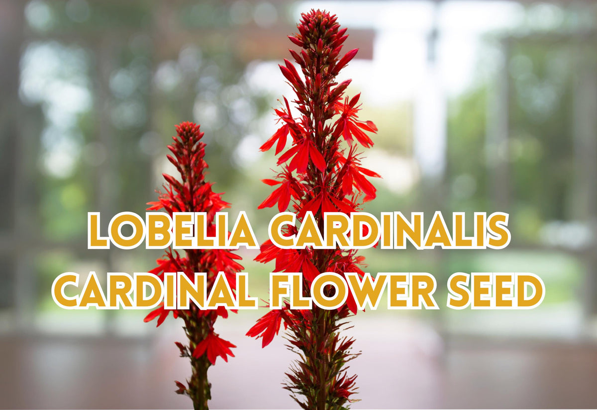 Lobelia Cardinalis Seeds – Red Perennial Flower for Garden Beds & Borders – Hummingbird Attracting Plant – 100 Seeds