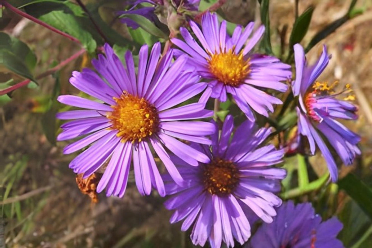 New England Aster Seeds - Purple Native Wildflower for Pollinator Gardens, Symphyotrichum novae-angliae, 100 Pack
