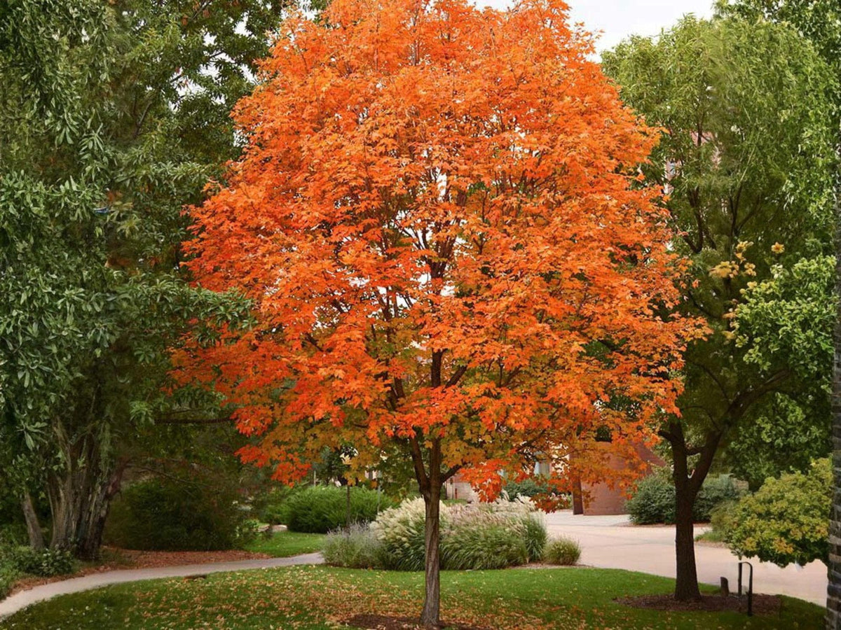 2 Live Sugar Maple Trees - 2 Ft Bare Root Acer saccharum Fall Foliage Shade Trees for Landscaping