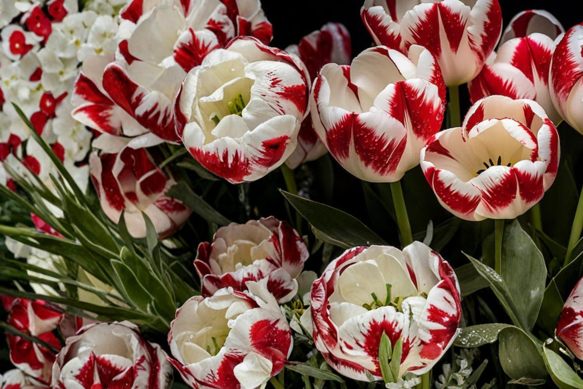 Red White Tulip Bulbs – Tulipa, Spring Flowering, Two-Tone Petals, Garden & Container Bulbs, Perennial Flower Bulbs