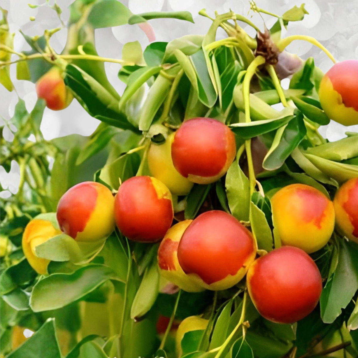 Jujube Cuttings Sherwood Variety – Chinese Red Date Grafting Wood, Ziziphus jujuba, Fruit Tree Propagation