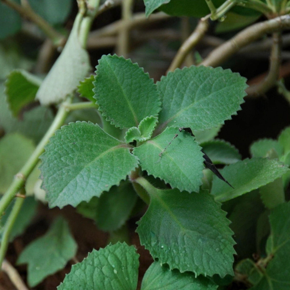 Cuban Oregano Starter Plant 4-8 Inches, Aromatic Herb for Cooking & Houseplant, Puerto Rican Oregano, Rooted Live Plant