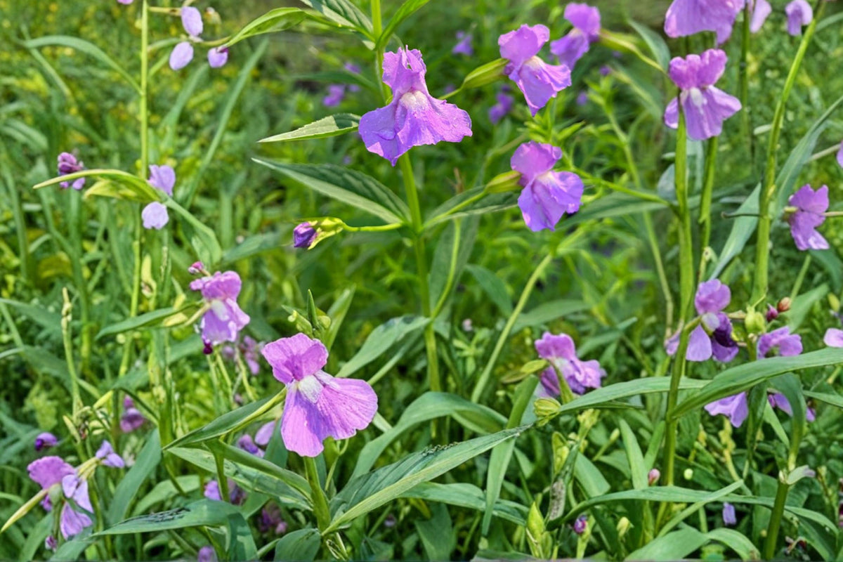 Monkey Flower Seeds 1000 – Mimulus ringens Herbaceous Perennial with Blue to Violet Tubular Flowers for Wetlands & Pond Edges