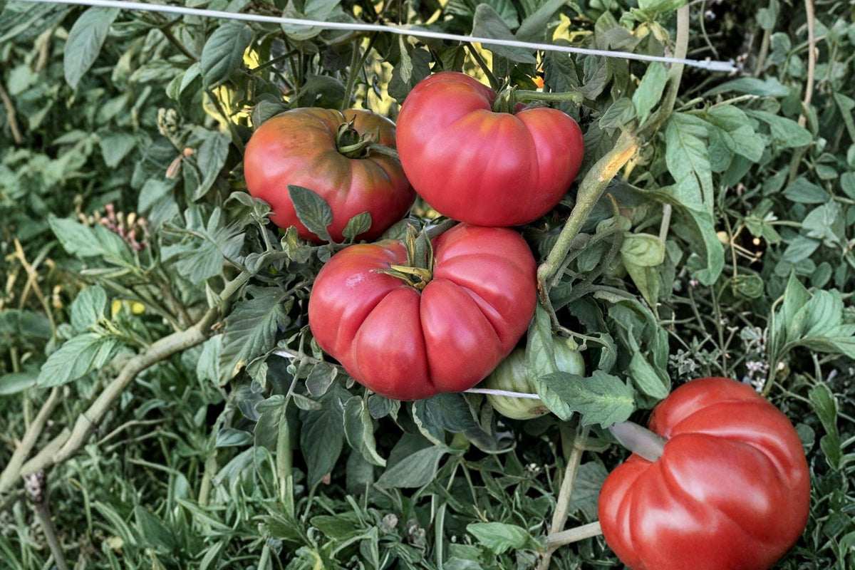 Stuffer Pink Tomato Seeds – Heirloom, Meaty, High Yield, Gourmet Cooking, 120+ Seeds