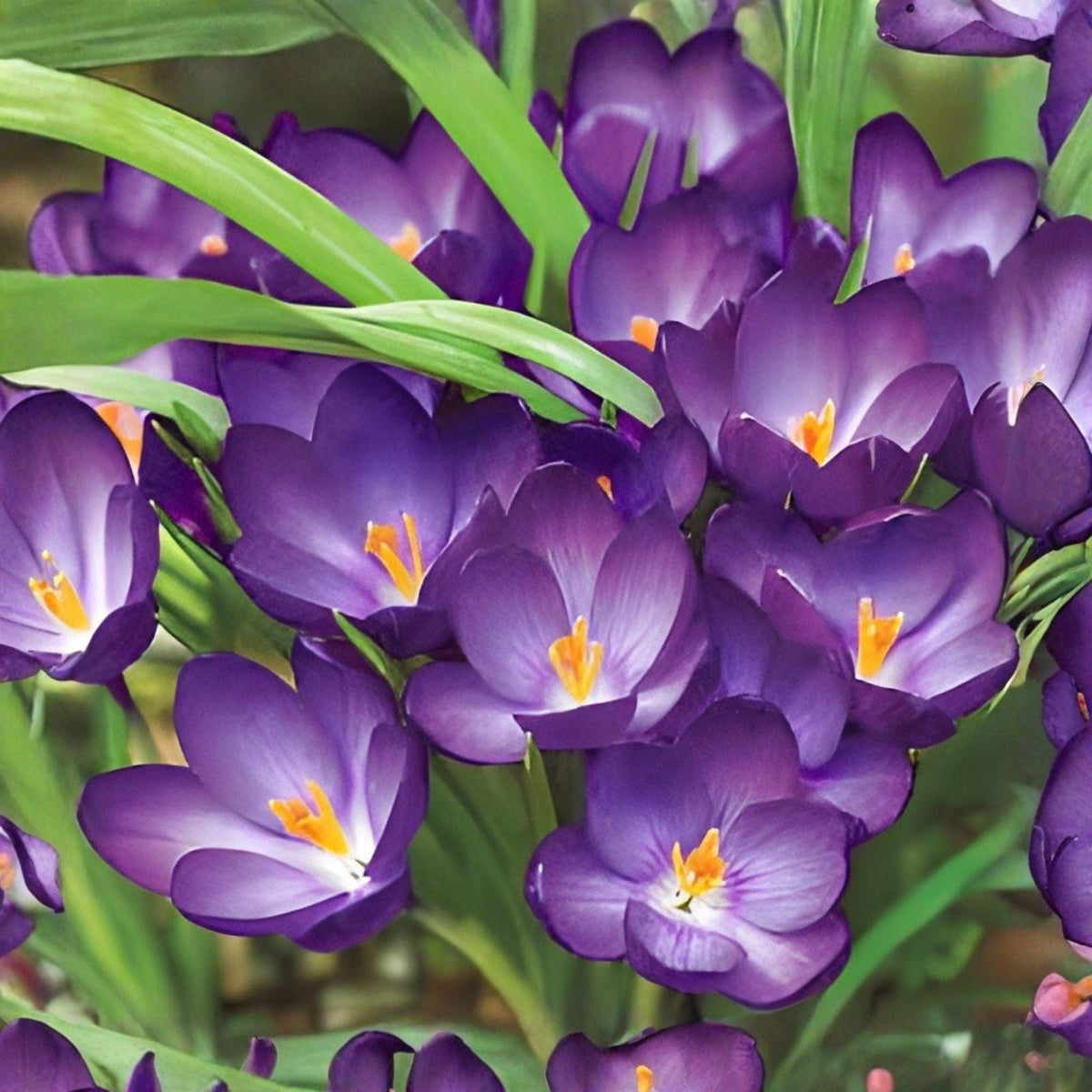 Crocus Bulbs 20 Pack | Ruby Giant Purple Early Spring Bloomers | Crocus ‘Ruby Giant’ (Crocus)