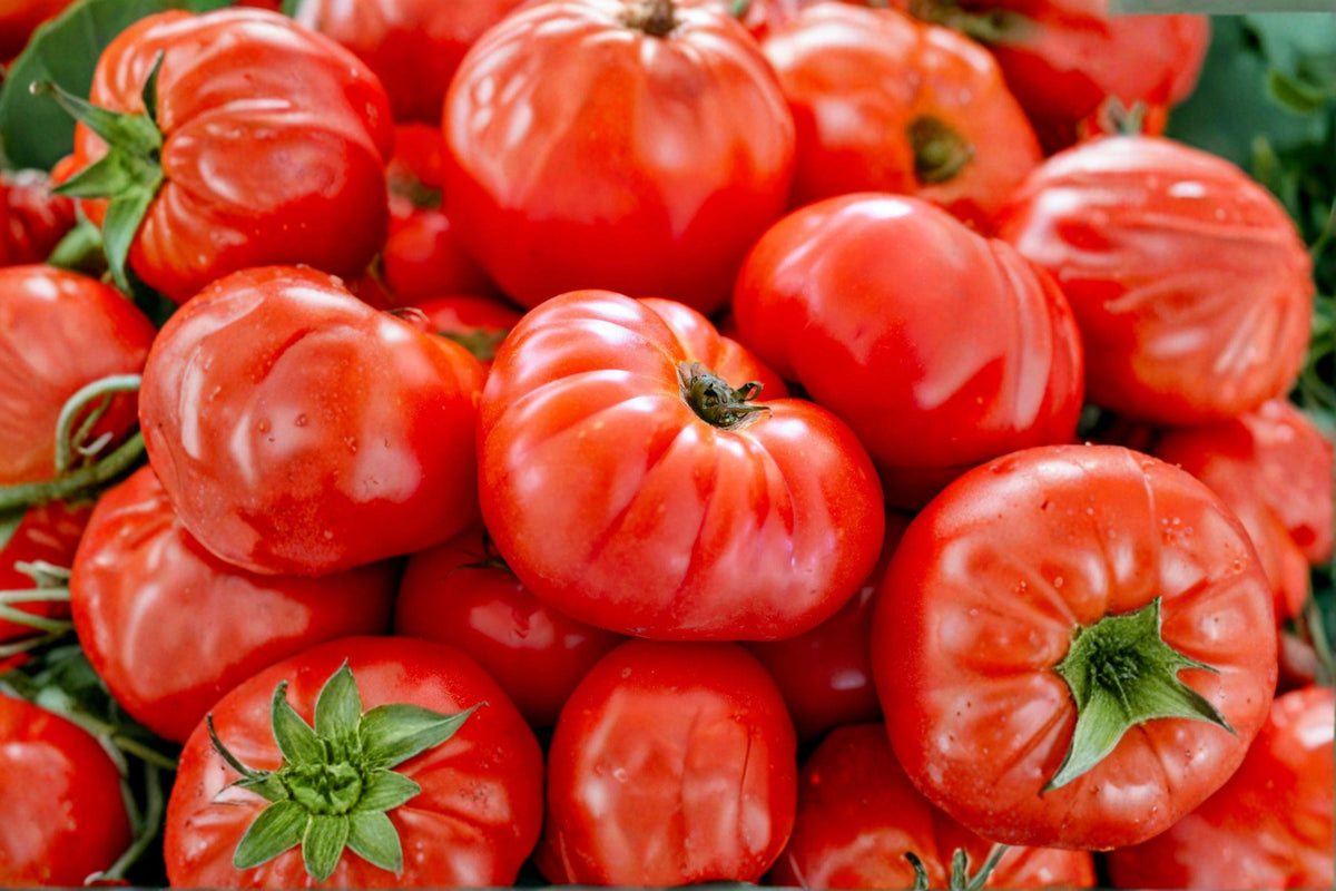 Mortgage Lifter Tomato Seeds Heirloom Beefsteak High Yield Indeterminate Large Fruit Non-GMO