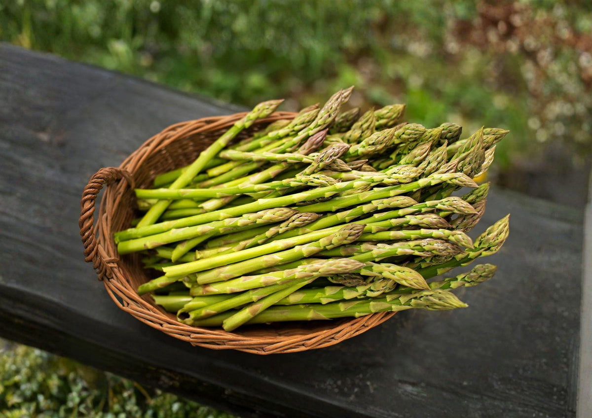 Organic Asparagus Seeds UC72 Mary’s Granddaughter Heirloom Non-GMO Vegetable Seeds for Garden Planting