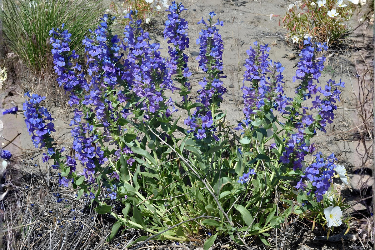 Sand Penstemon Seeds (50) | Native Wildflower for Xeriscaping, Drought Tolerant, Penstemon acuminatus