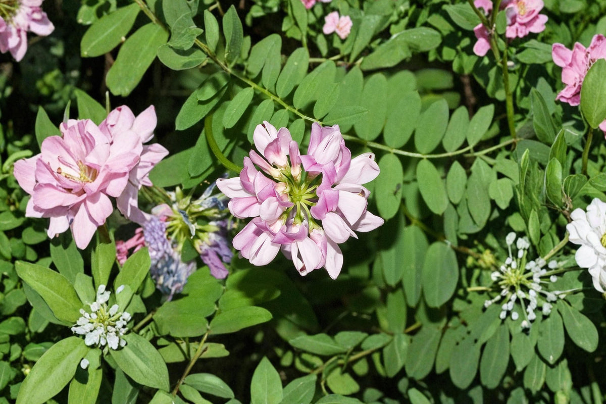 Crownvetch Seeds 30 Pack – Coronilla varia Ground Cover Perennial with Pink to White Flowers for Erosion Control and Slopes