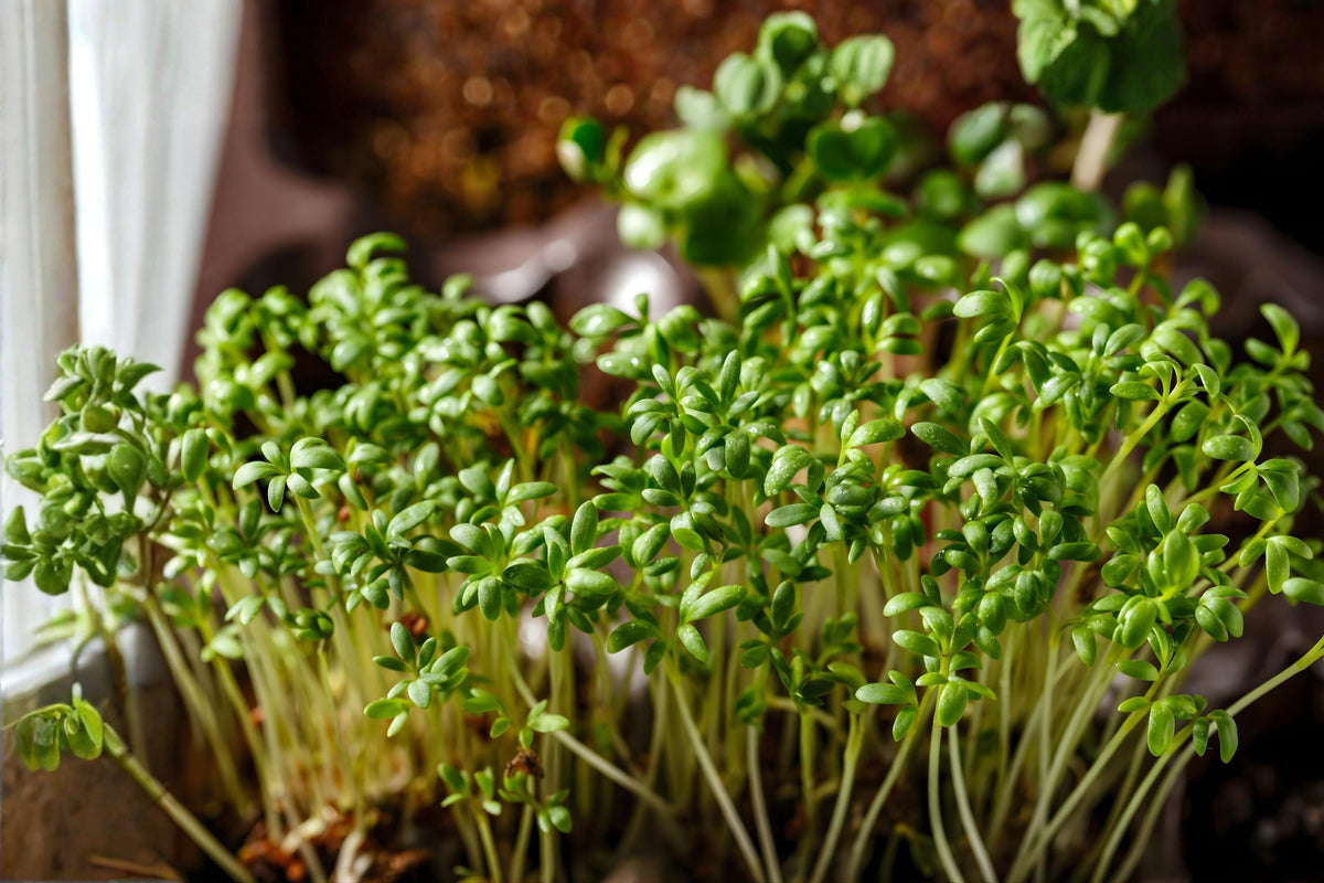 Garden Cress Seeds | Pepper Cress Herb | Fast-Growing Leafy Microgreens | Lepidium sativum
