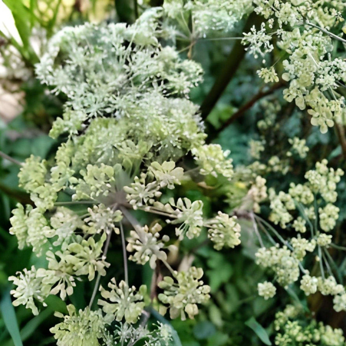 Angelica Seeds | Native Perennial Pollinator Plant | Angelica atropurpurea | Wetland Garden, Butterfly Attractant, 50 Seeds